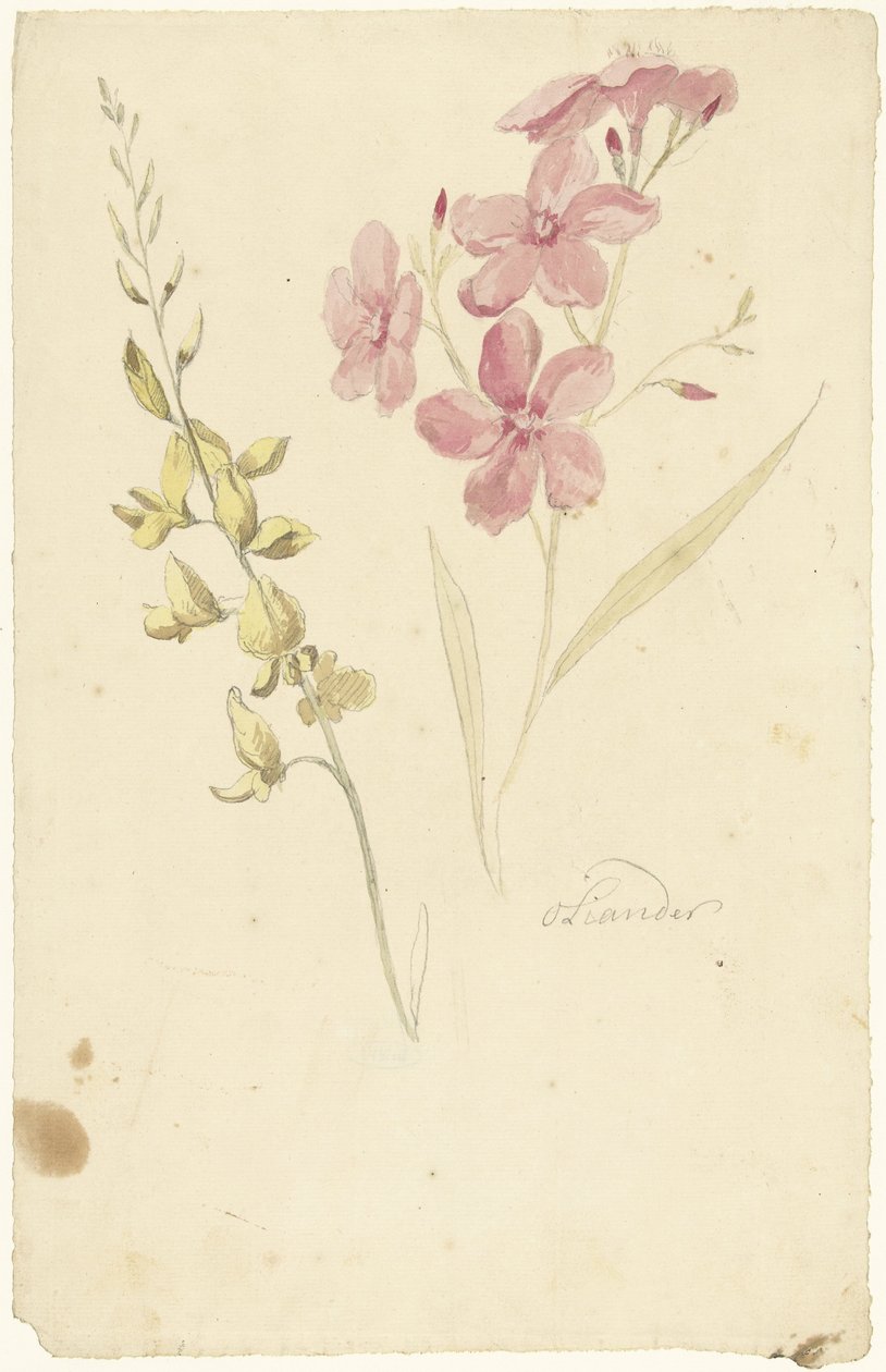 Oleander och broms av Elias van Nijmegen