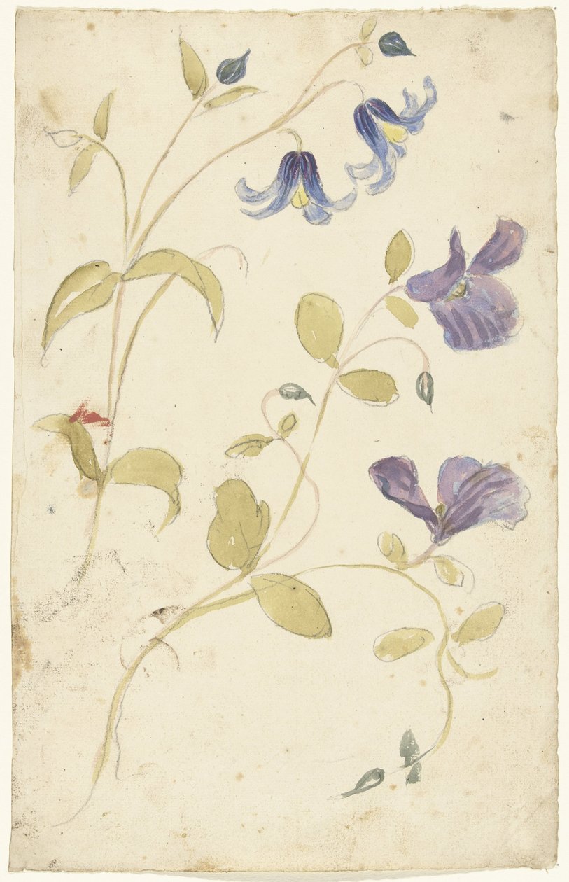 Studier av lila och blå blommor av Elias van Nijmegen