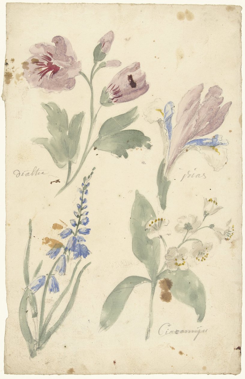 Studier av blommor inklusive en iris av Elias van Nijmegen