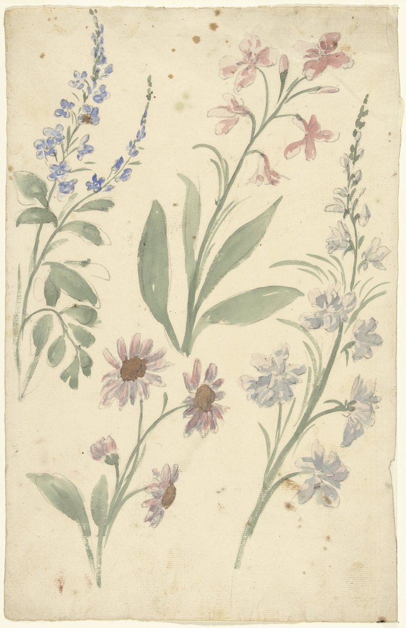 Fyra studier av rosa och blå blommor av Elias van Nijmegen