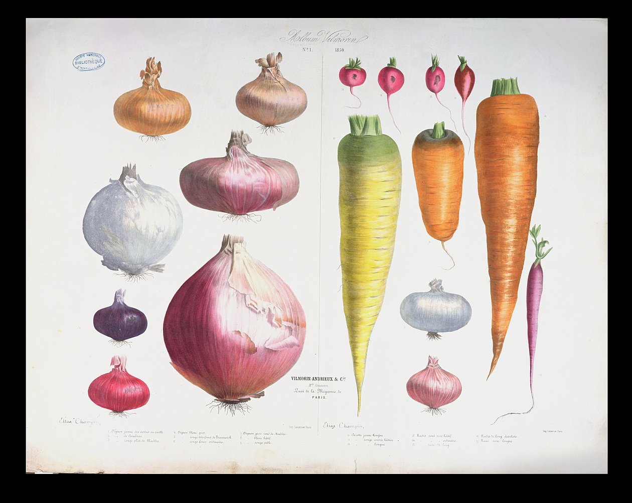 Lök, rädisor och morötter, från det första albumet Vilmorin, 1850 av Elisa Champin