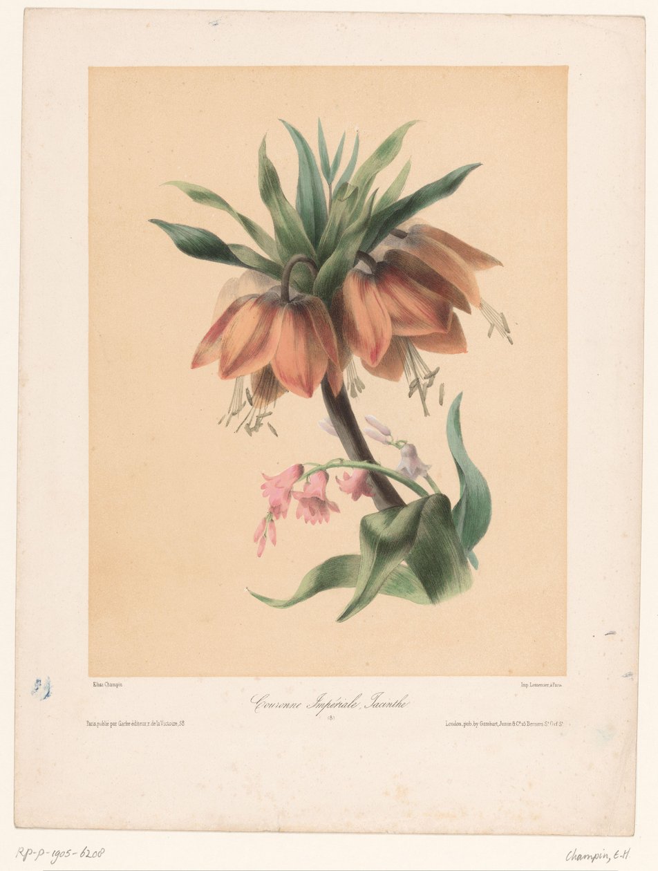 Imperial Crown och Hyacint Couronne Impériale, Jacinthe (titel på objekt) av Elisa Honorine Champin