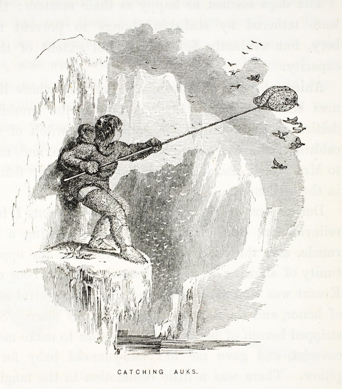 Catching Auks, illustration från The second Grinnell Expedition in Search of Sir John Franklin...", 1856. av Elisha Kane