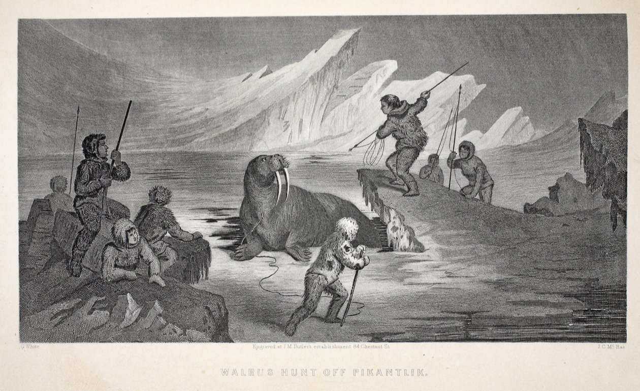 Walrus Hunt off Pikantlik, illustration från "The second Grinnell Expedition in Search of Sir John Franklin...", 1856 av Elisha Kane