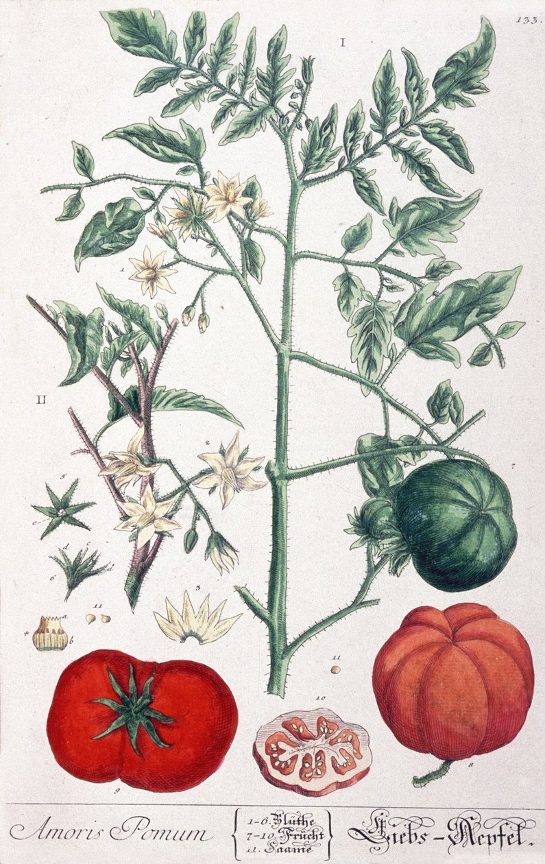 Guldäpplet (Tomat) Tomaten av Elizabeth Blackwell