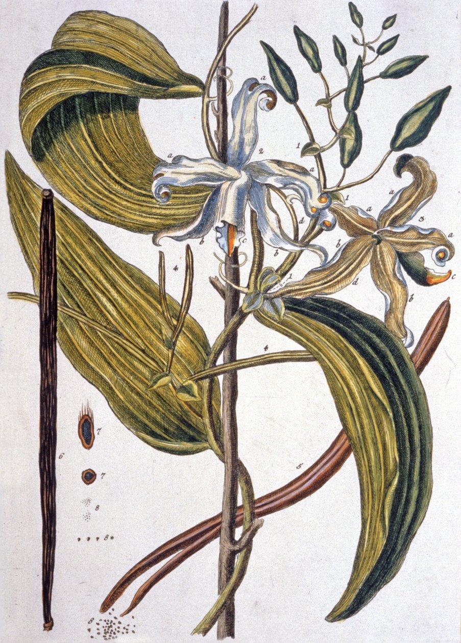 Vaniljstång 1737 av Elizabeth Blackwell