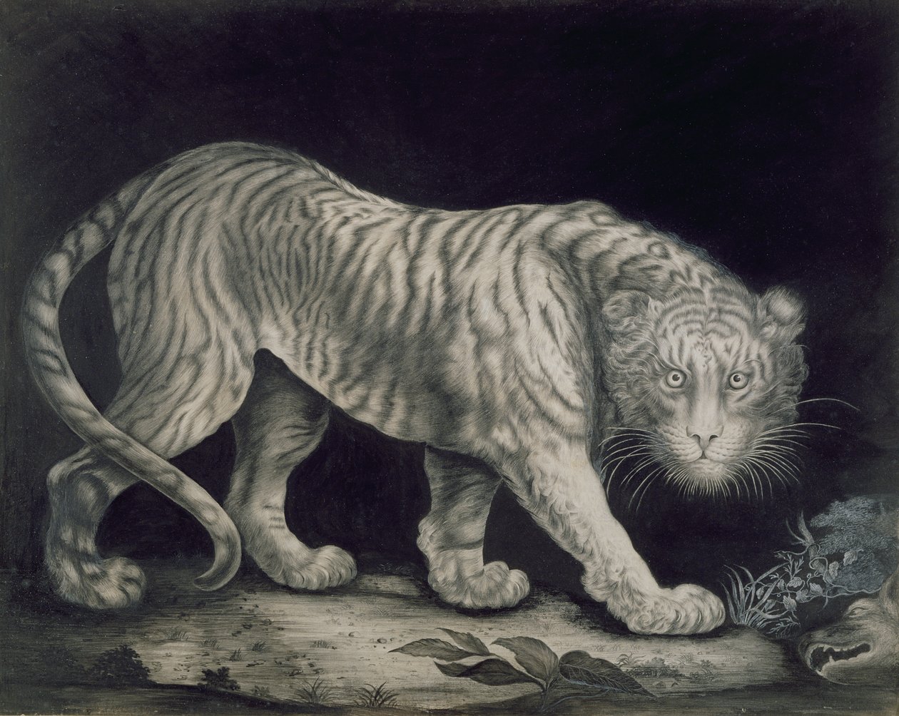En slingrande tiger av Elizabeth Pringle