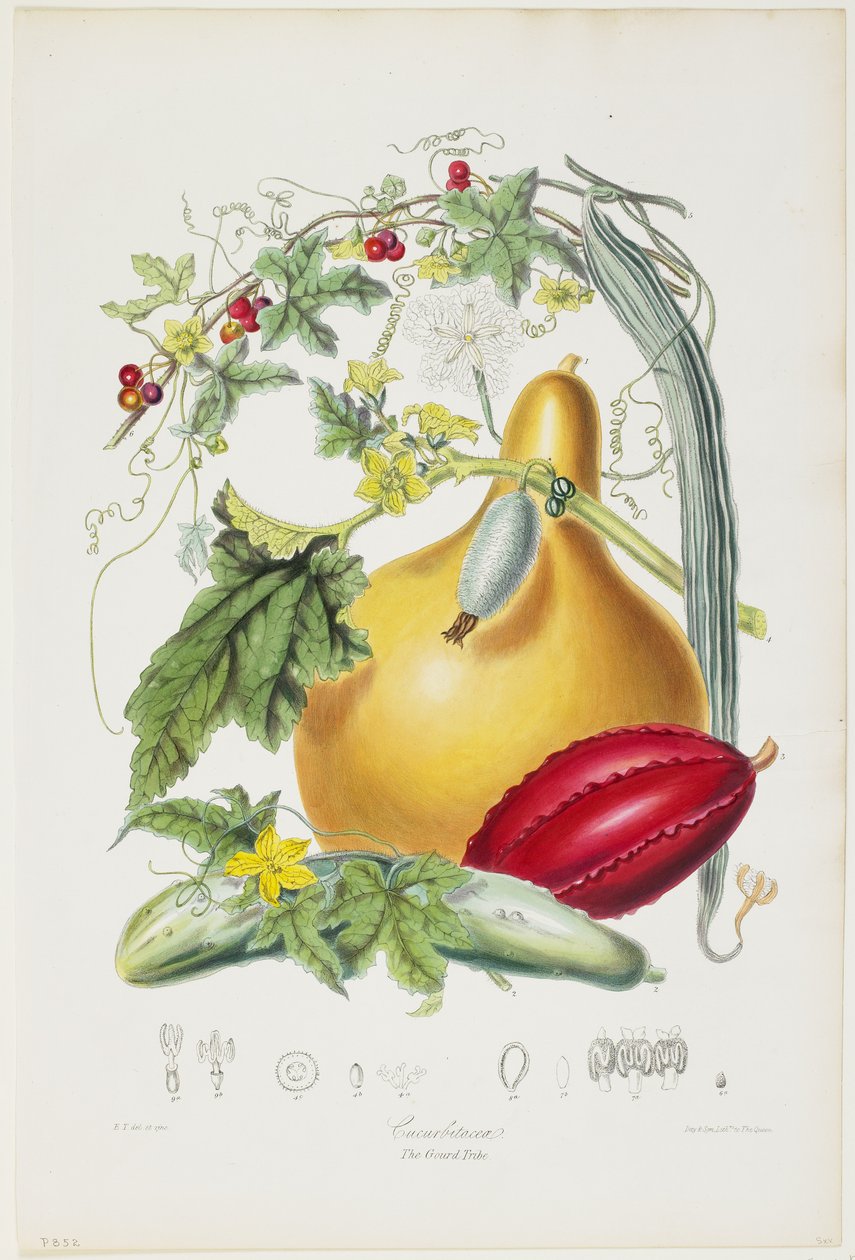Cucurbitaceae, The Gourd Tribe, från Illustrations of the Natural Orders of Plants, 1849-55 (handfärgad litho) av Elizabeth Twining