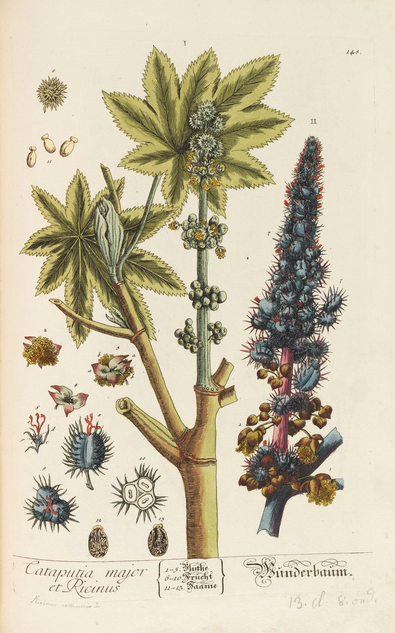 Blackwellian Herbarium reviderat och förstorat, 1754-1773. av Elizabeth Blachrie Blackwell