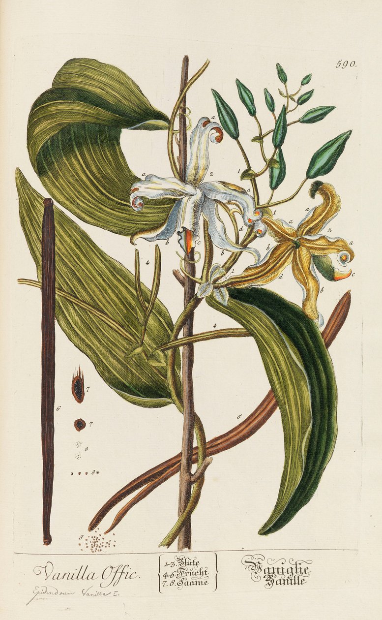 Blackwellian Herbarium reviderat och förstorat, 1754-1773. av Elizabeth Blachrie Blackwell