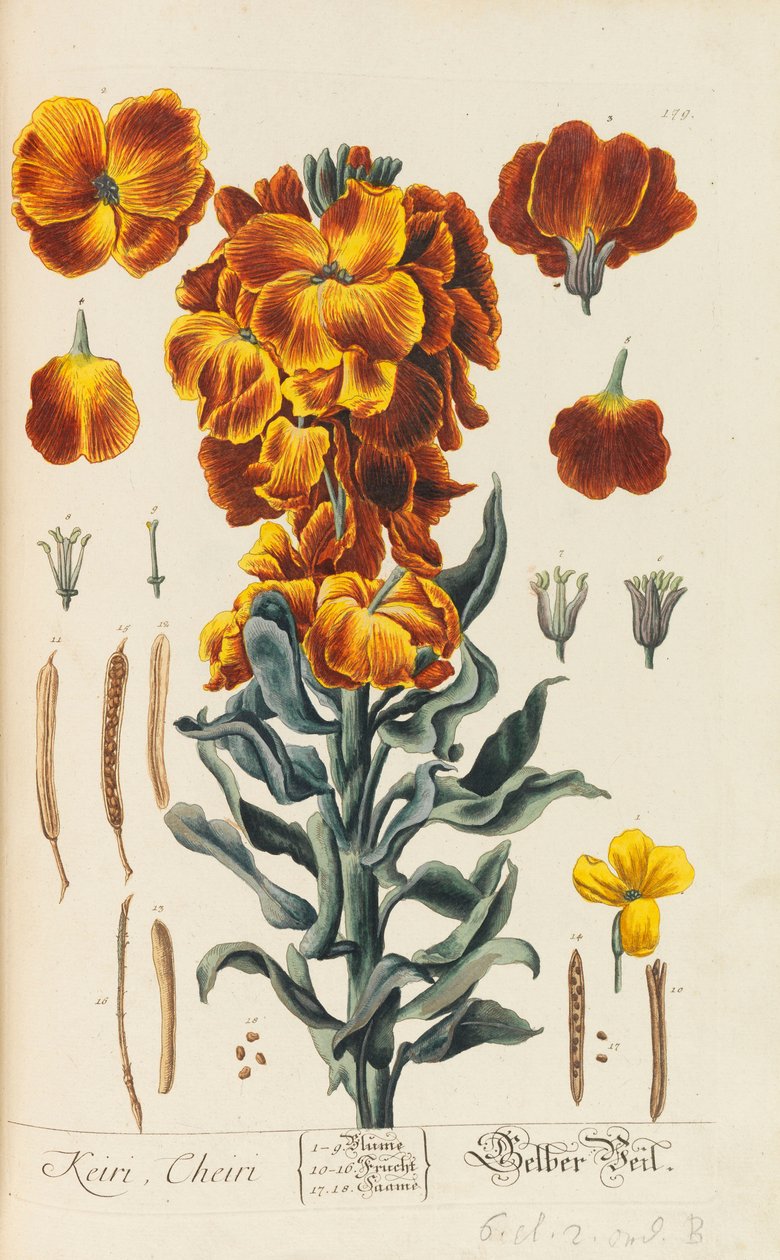 Blackwellian Herbarium reviderat och förstorat, 1754-1773. av Elizabeth Blachrie Blackwell