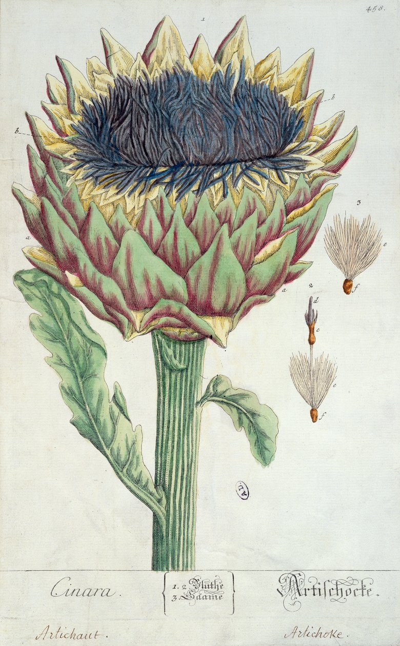 Kronärtskocka, från "Herbarium Blackwellianum", 1757 (penna, bläck och wc på papper) av Elizabeth Blackwell
