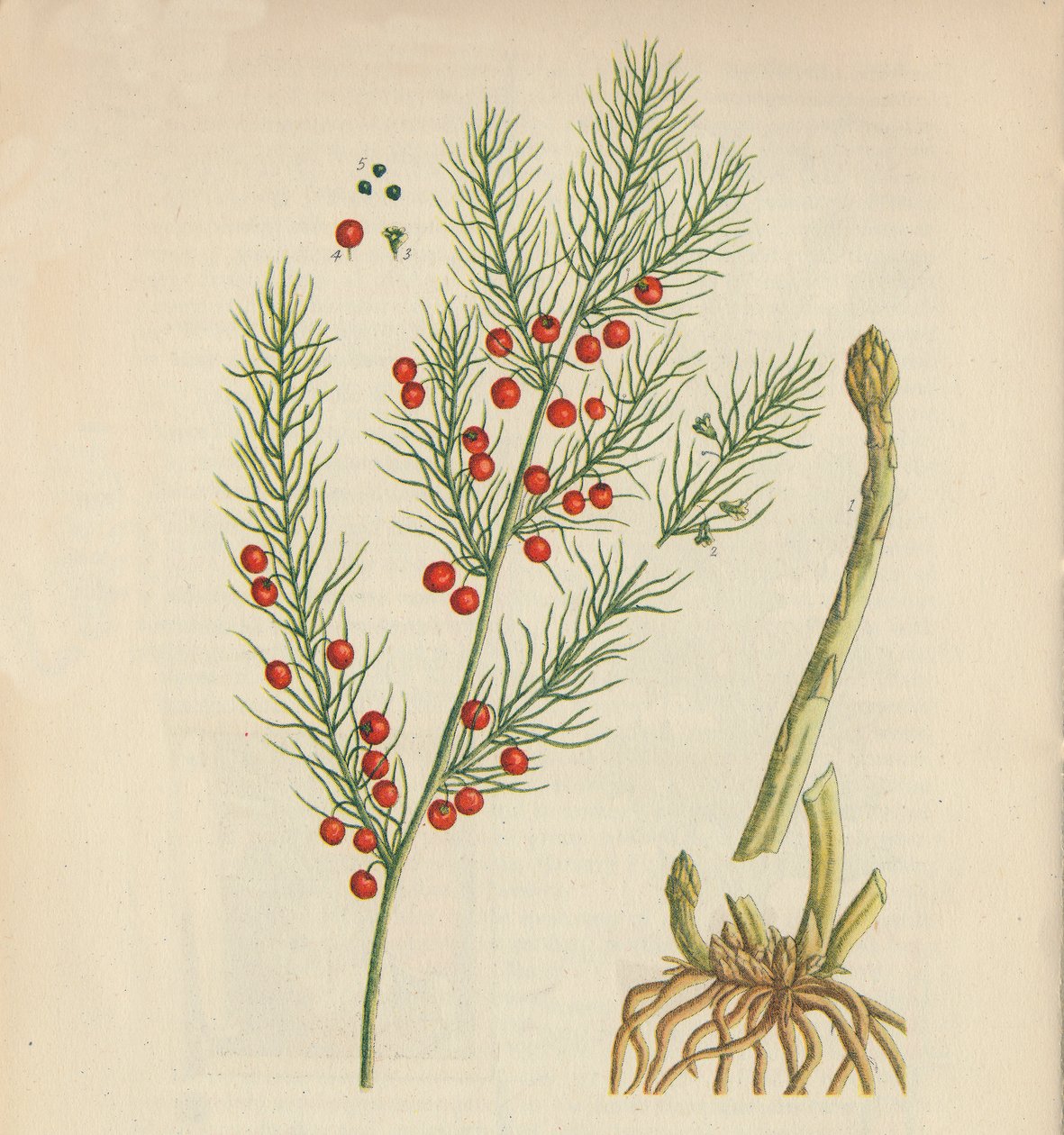 Sparris, 1947 av Elizabeth Blackwell