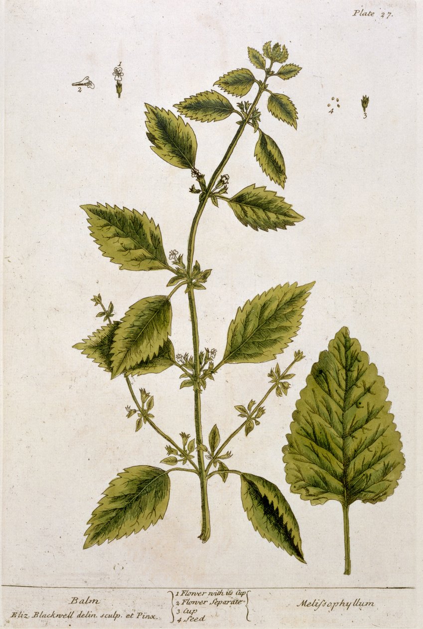 Balsam, plansch 27 från "A Curious Herbal", publicerad 1782 (färggravyr). av Elizabeth Blackwell