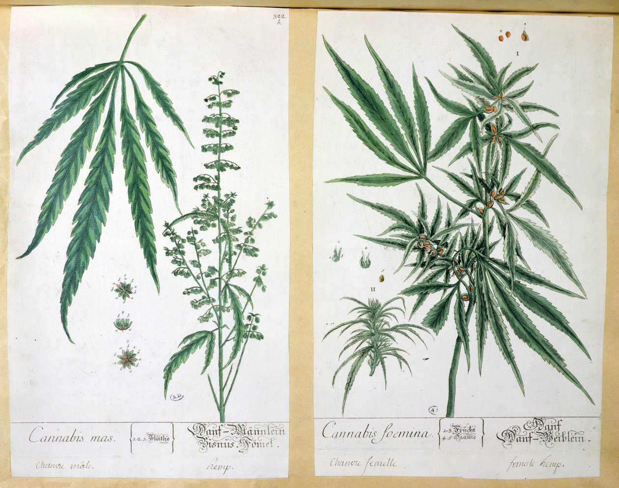 Cannabis mas och Cannabis foemina, från 