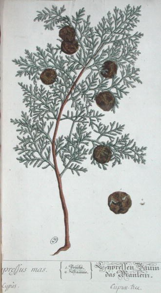 Cypress Tree, från "A Curious Herbal", publicerad i Nürnberg 1757 (färgad gravyr) av Elizabeth Blackwell