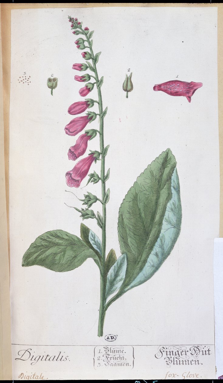 Digitalis purpurea, från 