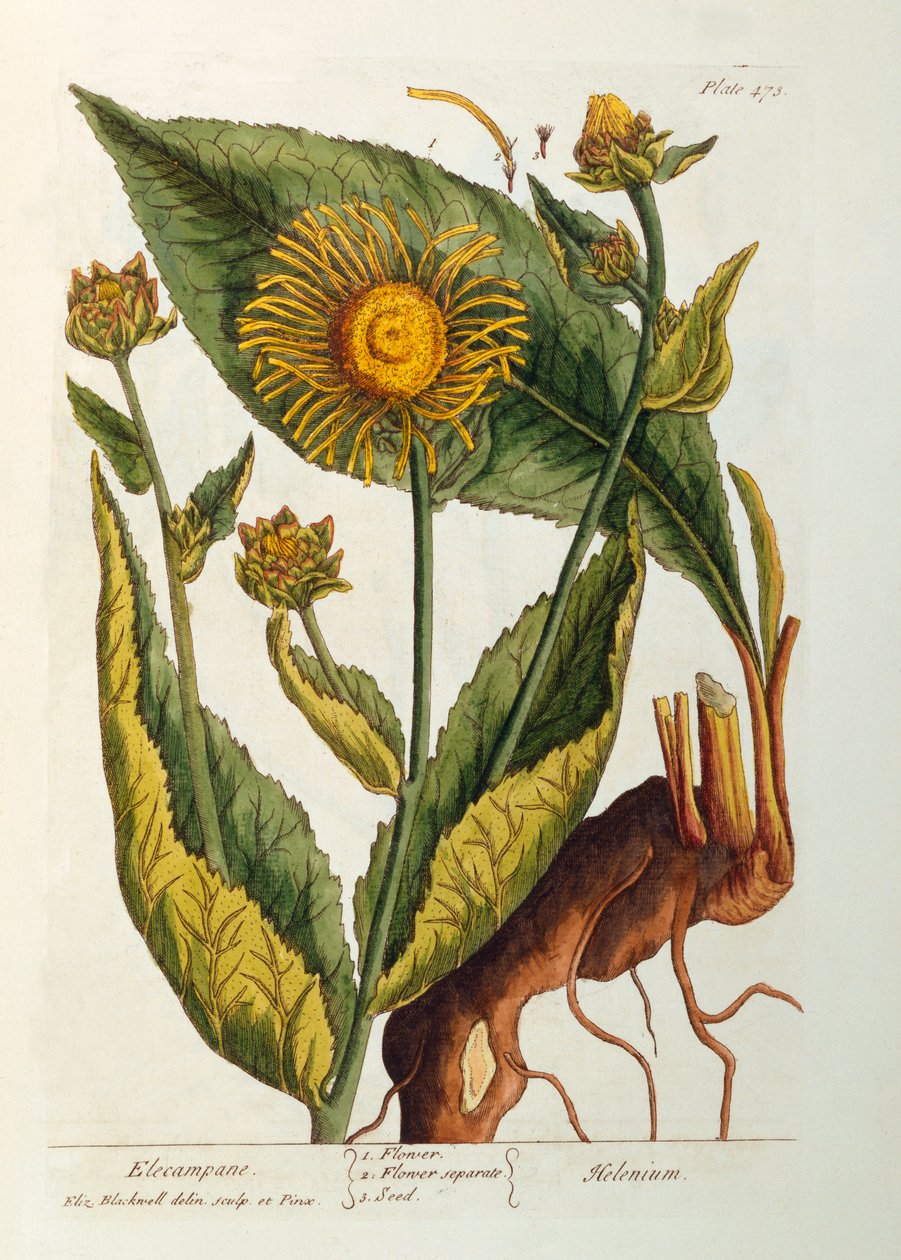 Elecampane, platta 473 från "A Curious Herbal", publicerad 1782 (färggravyr). av Elizabeth Blackwell