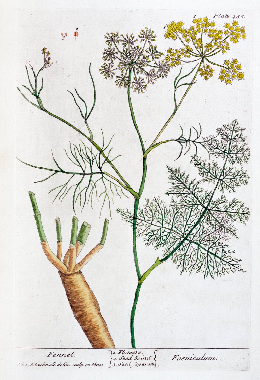 Fänkål, 1782 av Elizabeth Blackwell