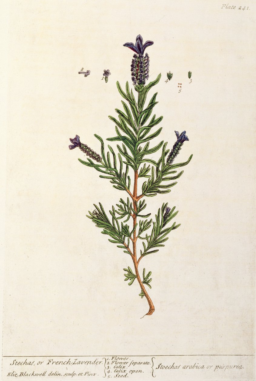 Fransk lavendel, platta 241 från "A Curious Herbal", publicerad 1782 (färggravyr). av Elizabeth Blackwell