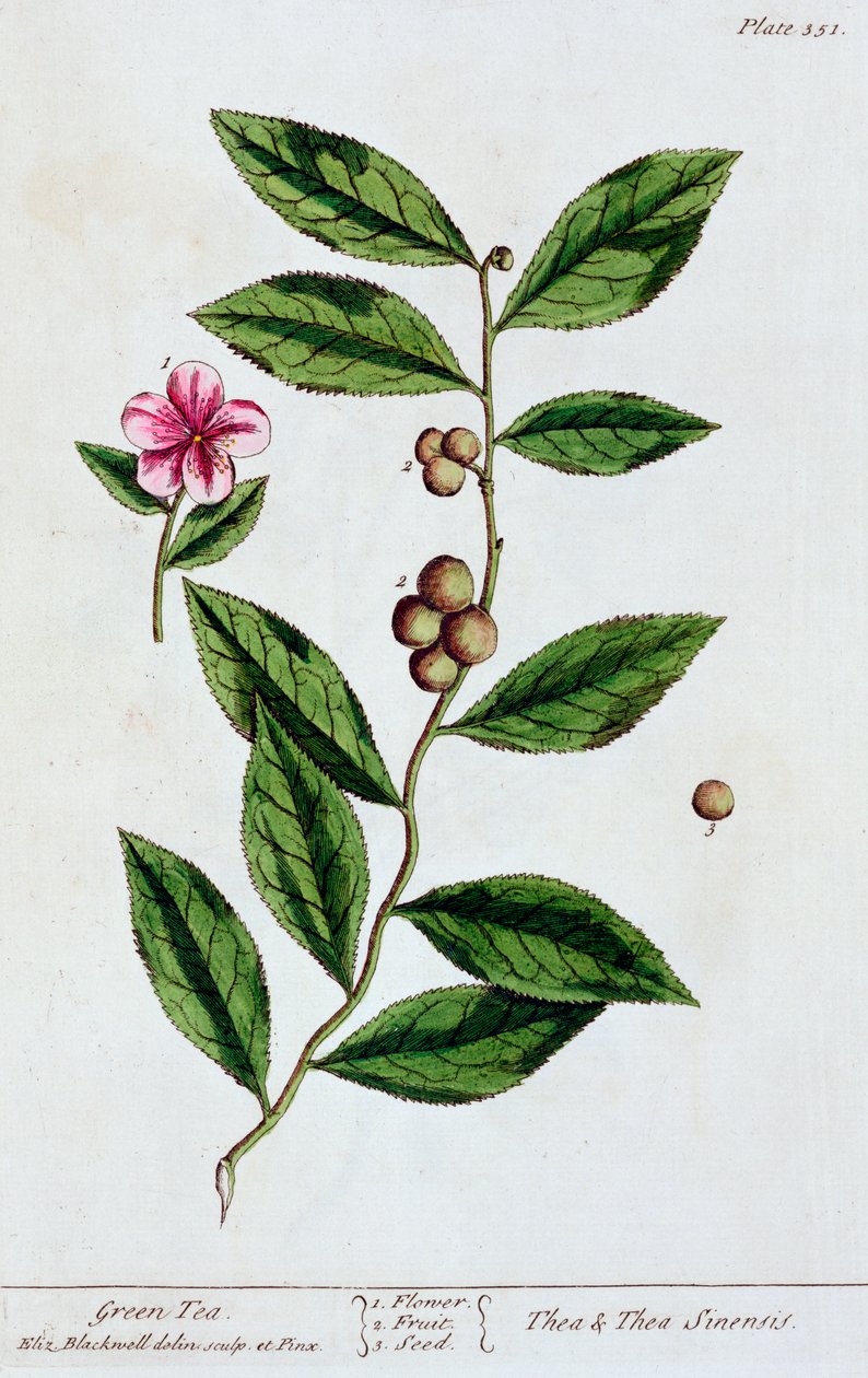 Grönt te, 1782 av Elizabeth Blackwell