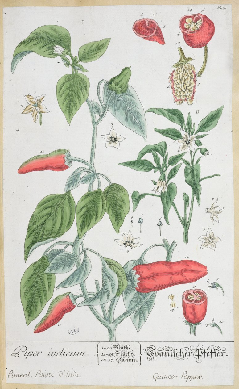 Guinea Pepper (Piper Indicum) tallrik 129 från den tyska upplagan av "A Curious Herbal", publicerad 1757 av Elizabeth Blackwell