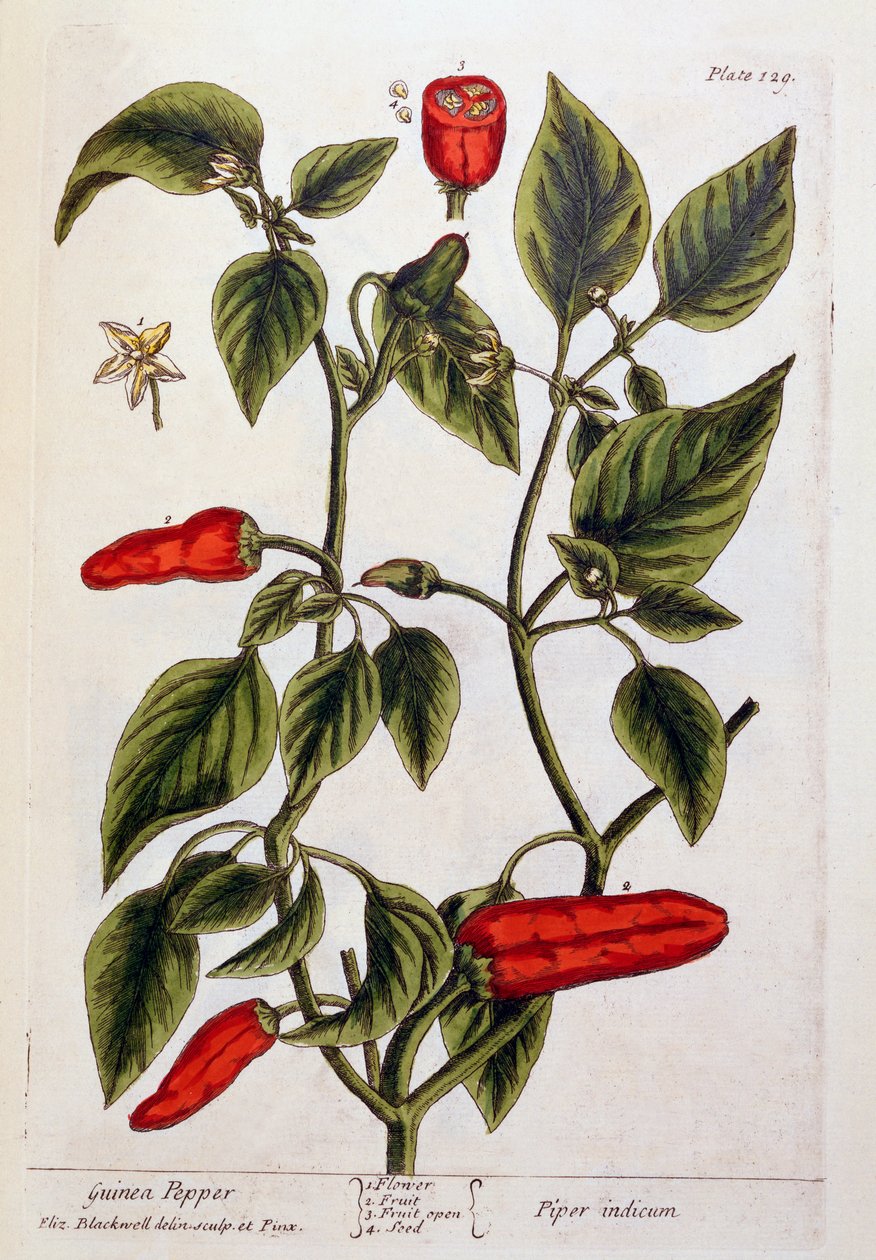Guinea Pepper, platta 129 från "A Curious Herbal", publicerad 1782 (färggravyr). av Elizabeth Blackwell