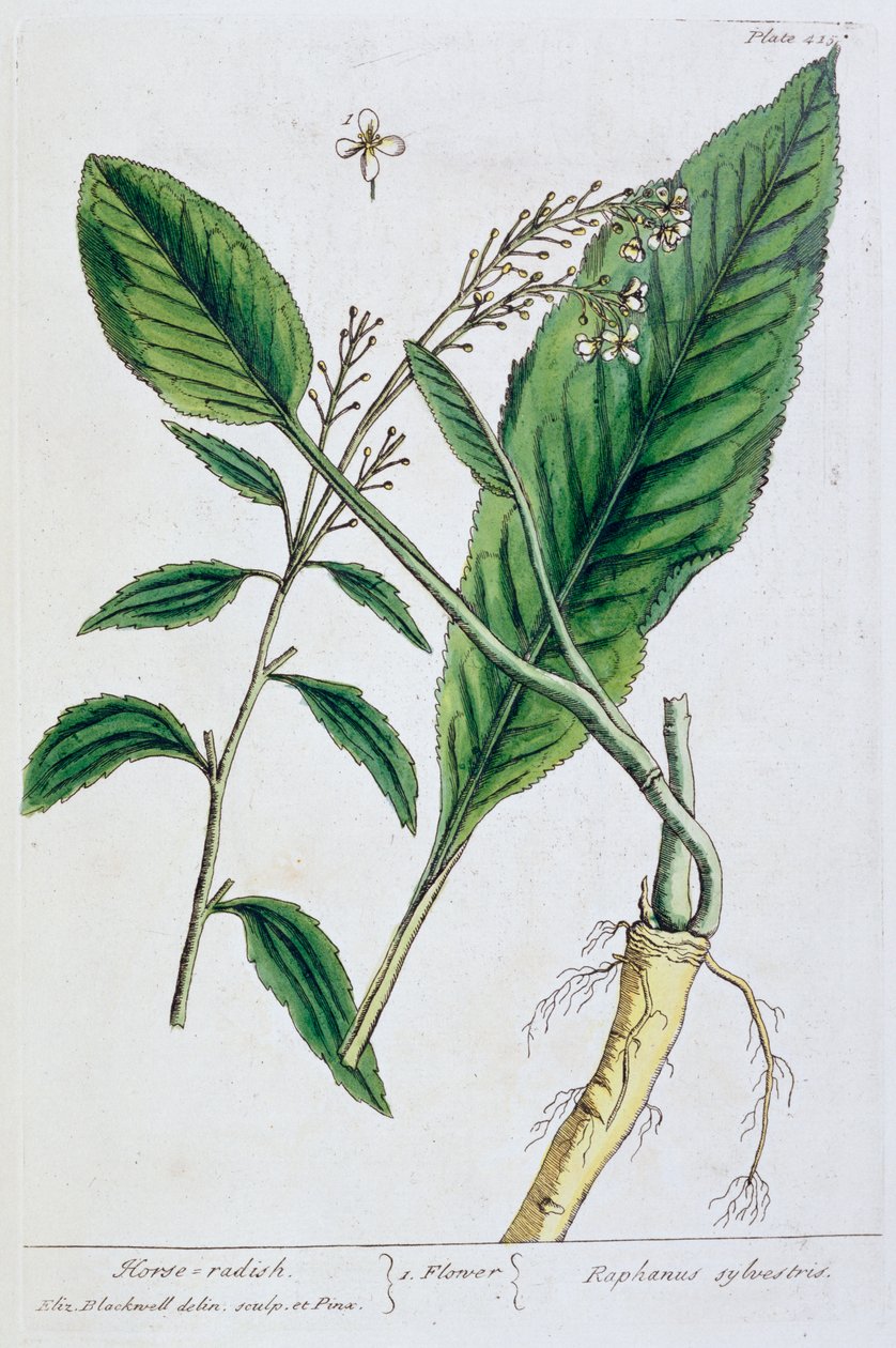 Pepparrot, 1782 av Elizabeth Blackwell