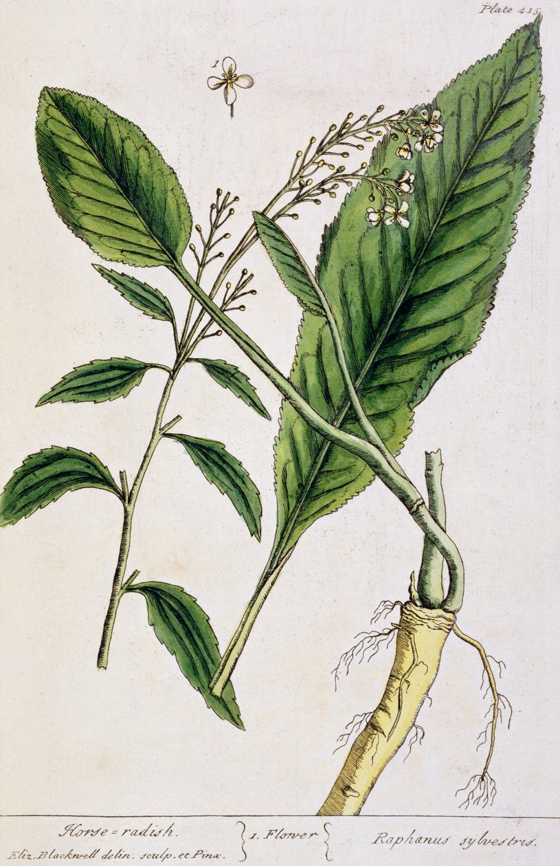 Pepparrot, platta 415 från "A Curious Herbal", publicerad 1782 (färggravyr). av Elizabeth Blackwell