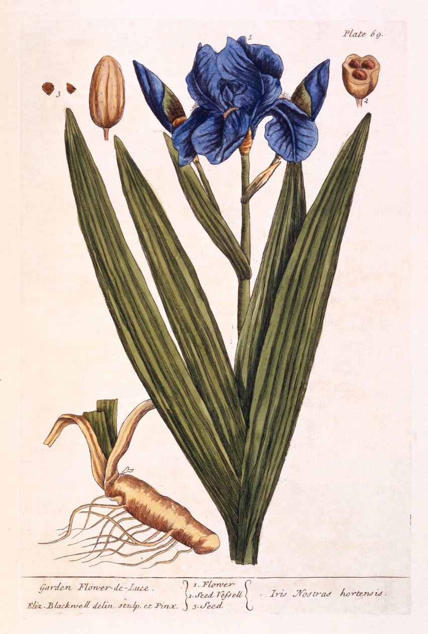 Iris, tallrik 69 från 
