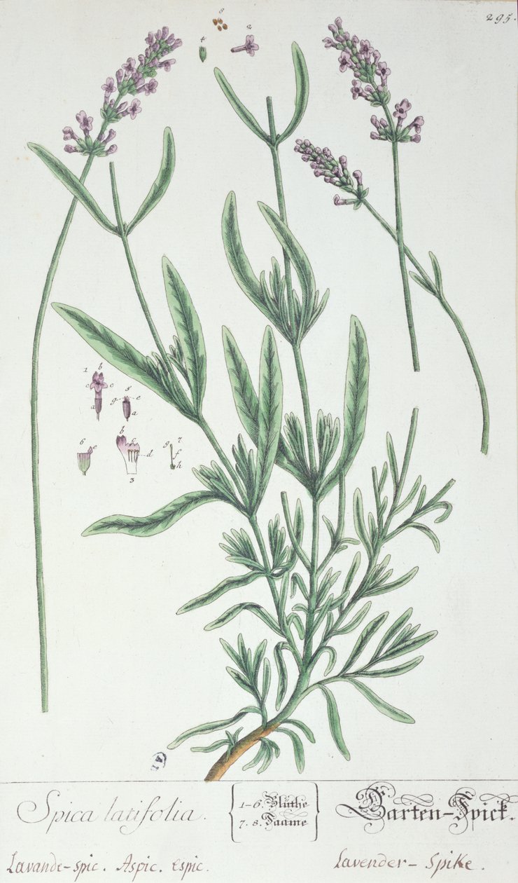 Lavender Spike, tallrik från 