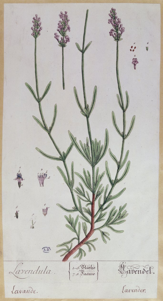 Lavendel, tallrik från 
