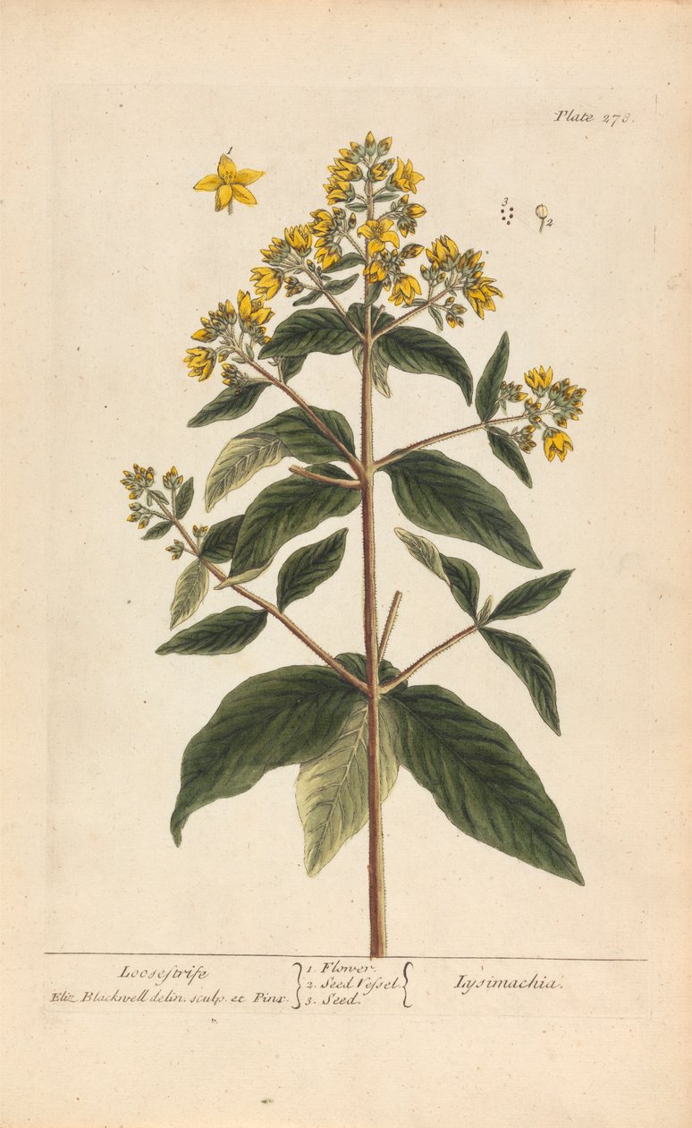 Lysimachia (Loosestrife), Tallrik 278 från 