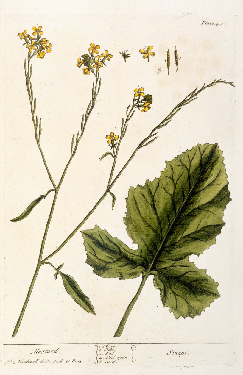 Senap, plansch 446 från "A Curious Herbal", utgiven 1782 (färggravyr). av Elizabeth Blackwell