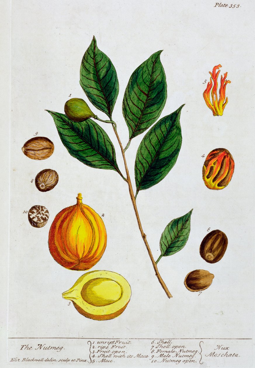Muskotnöt, 1782 av Elizabeth Blackwell