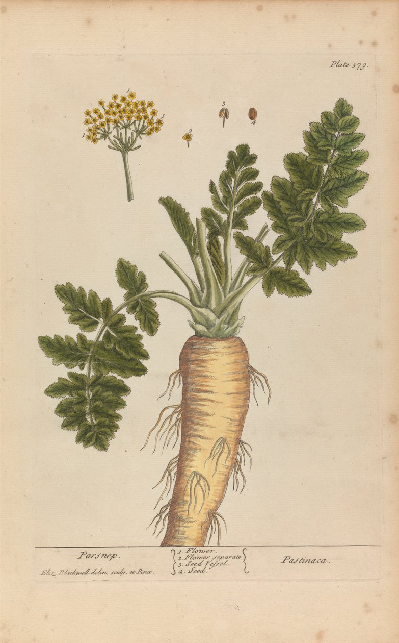 Pastinaca (Pastinack), Tallrik 379 från 