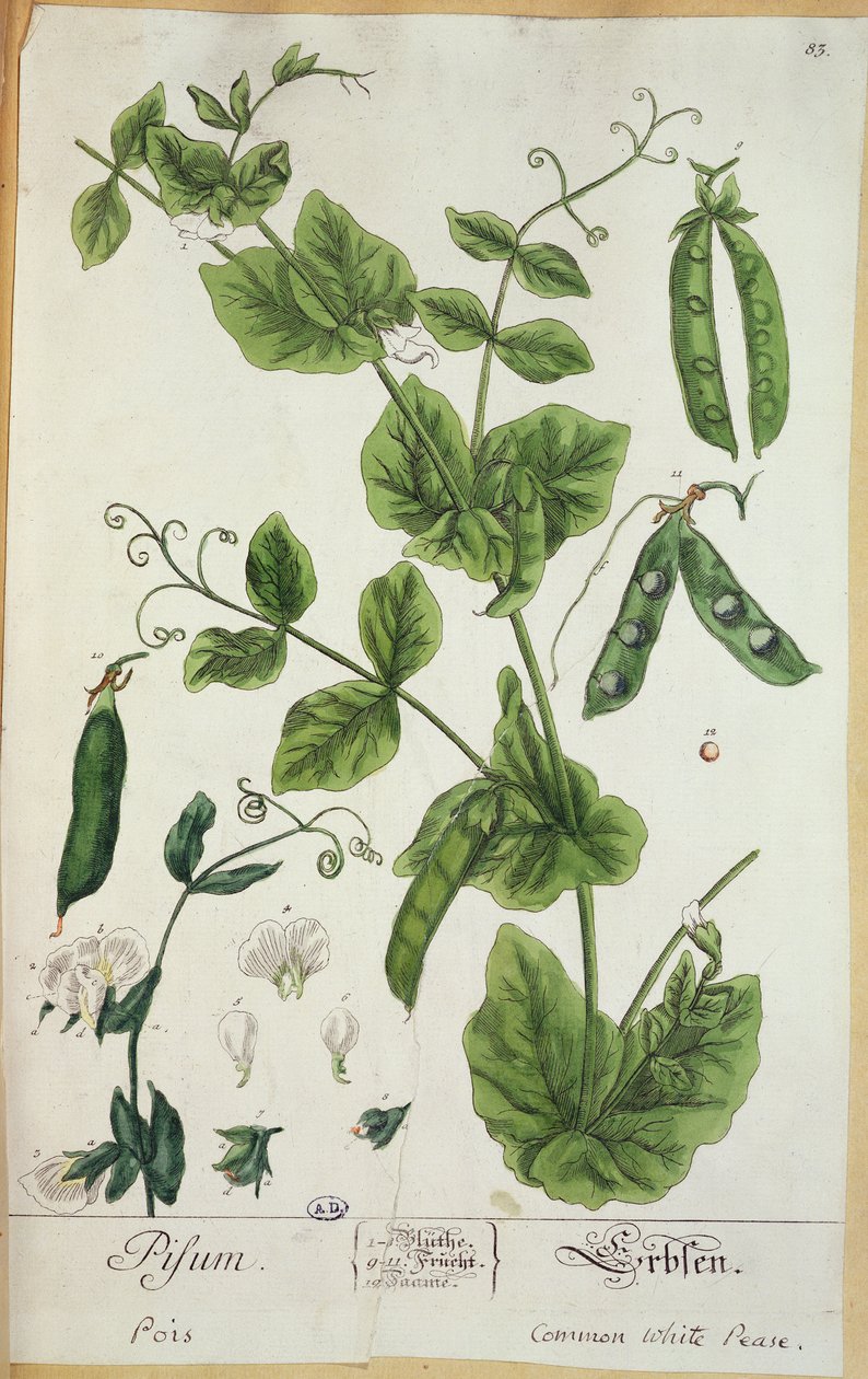 Ärta, platta från konstnärens Herbarium Blackwellianum, 1757 (penna och bläck samt wc på papper) av Elizabeth Blackwell