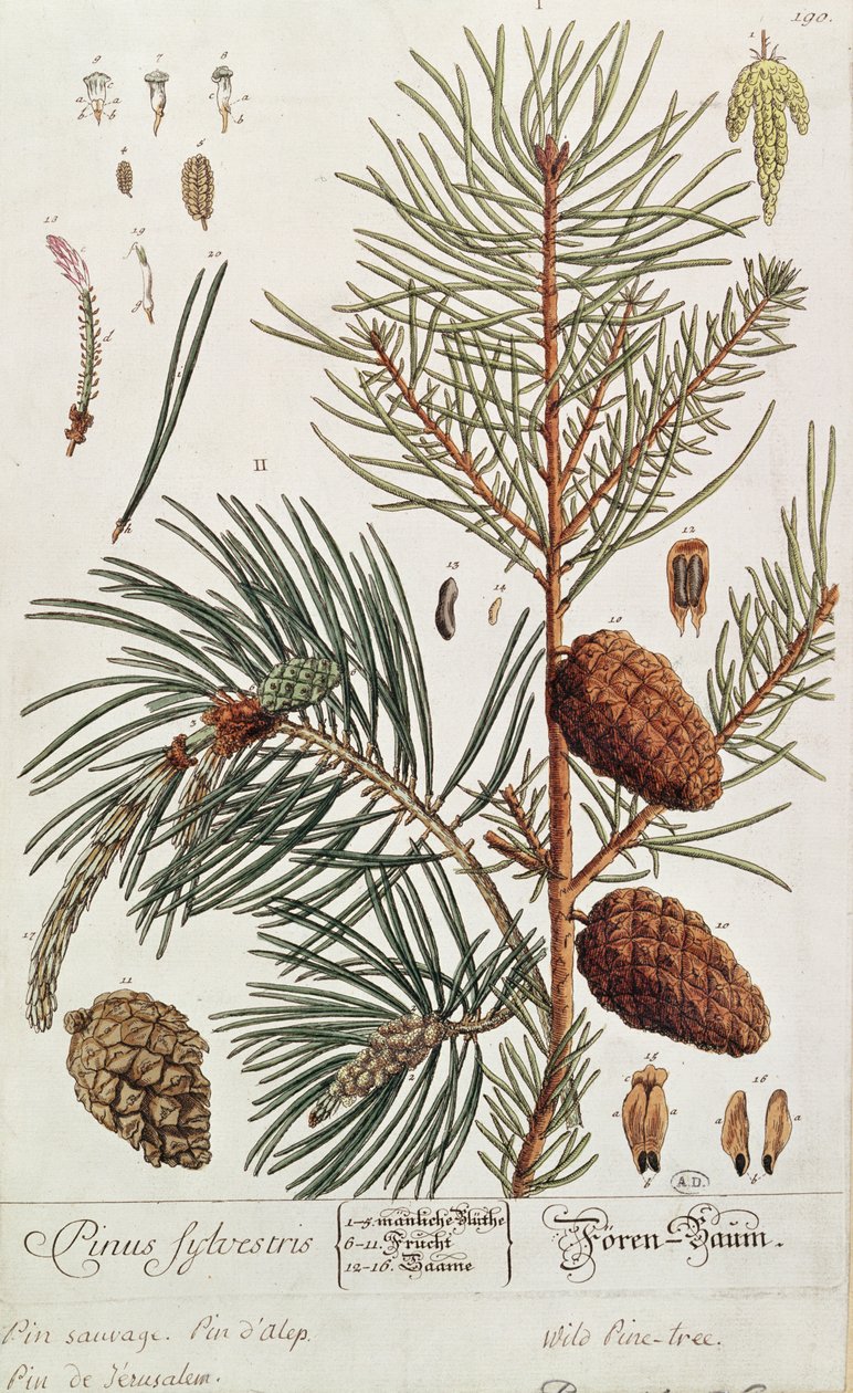 Pine Tree, från "A Curious Herbal", publicerad i Nürnberg 1757 av Elizabeth Blackwell