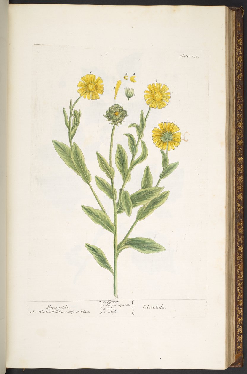 Tallrik 106, Mary Golds, från 