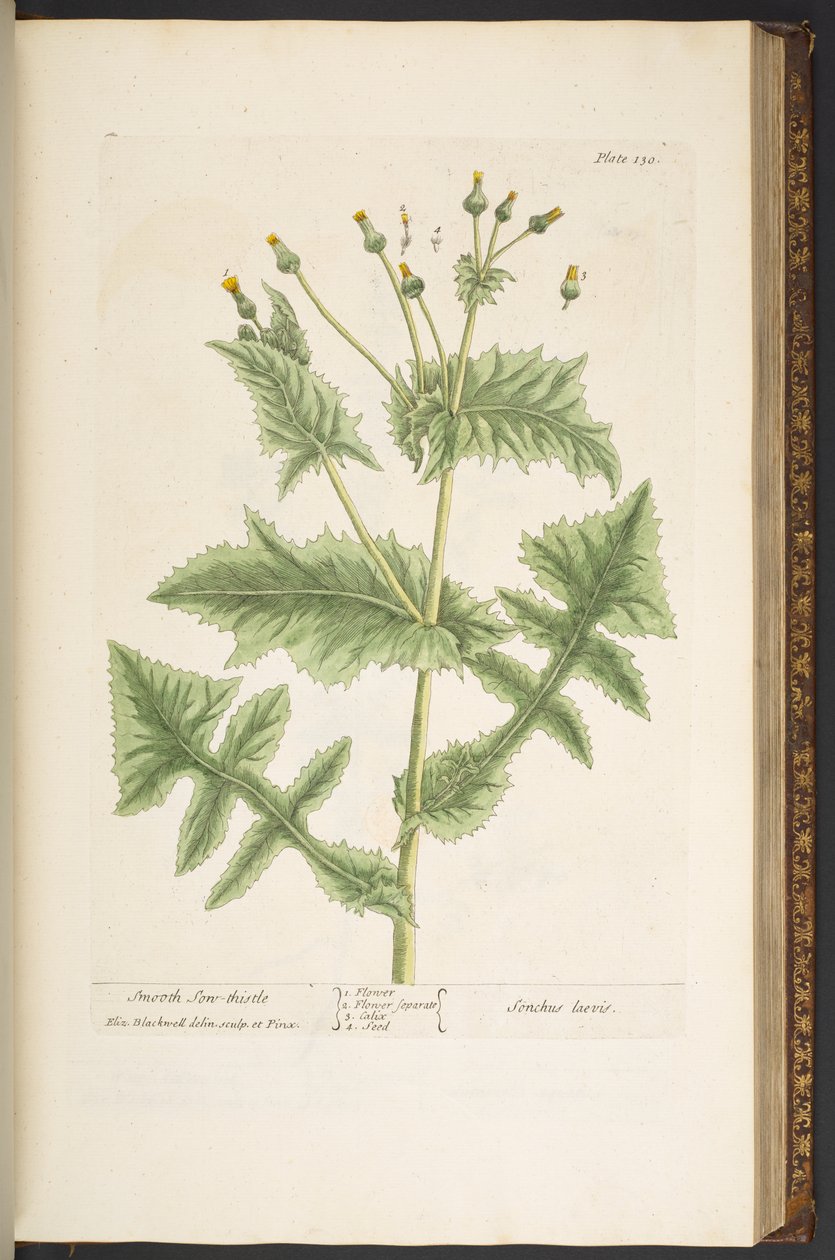 Tallrik 130, Smooth Son-Thistle, från 