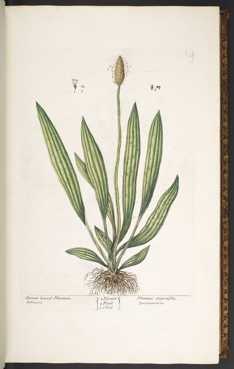 Tallrik 14, smalbladig groblad, från 