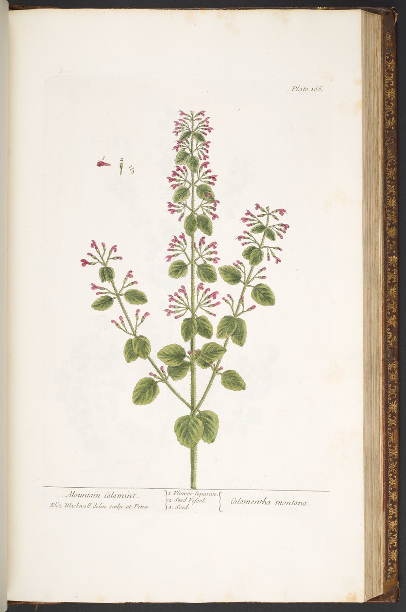 Tallrik 166, Mountain Calamint, från 