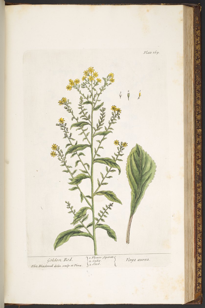Tallrik 169, Golden Rod, från 