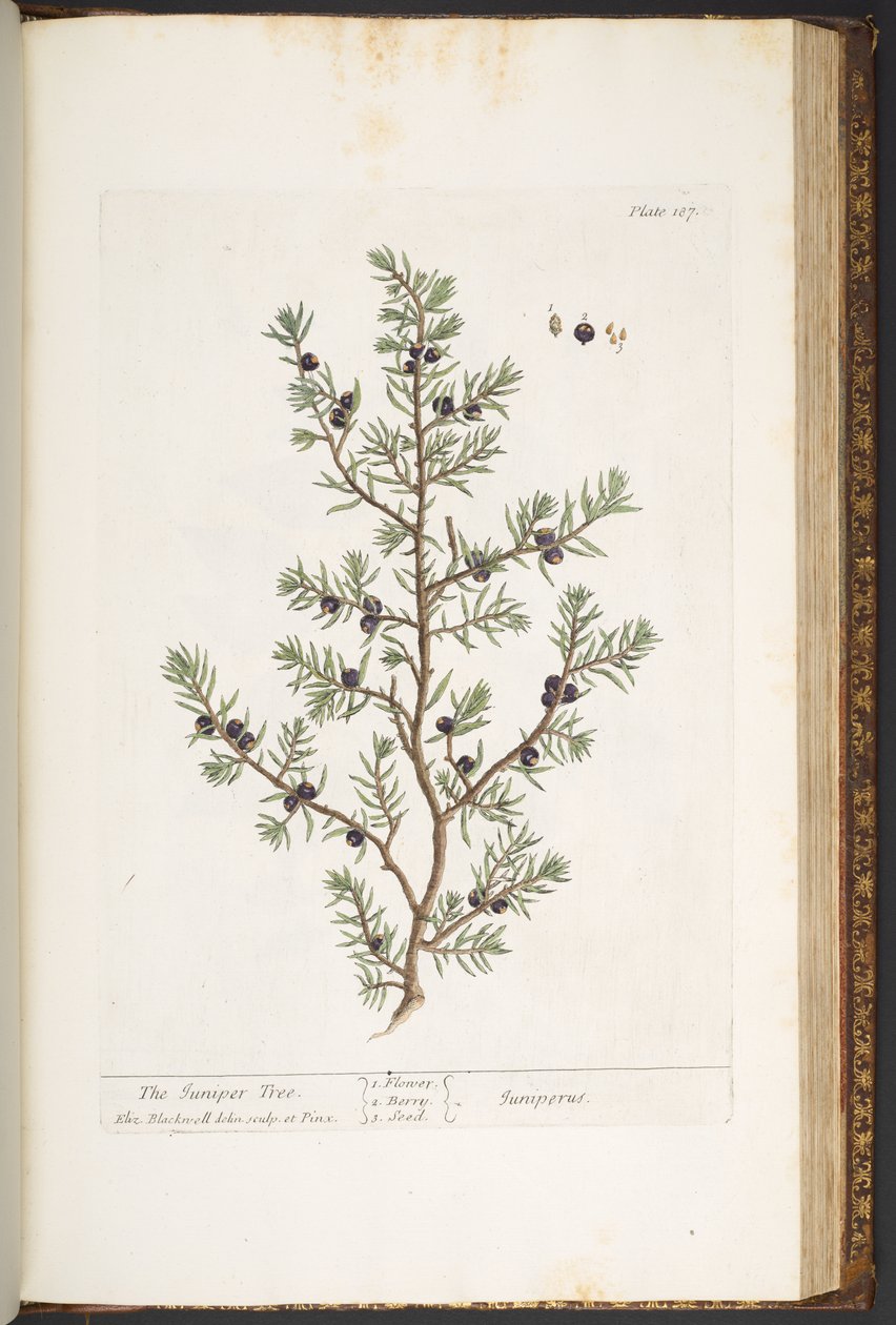 Tallrik 187, Juniper Tree, från 