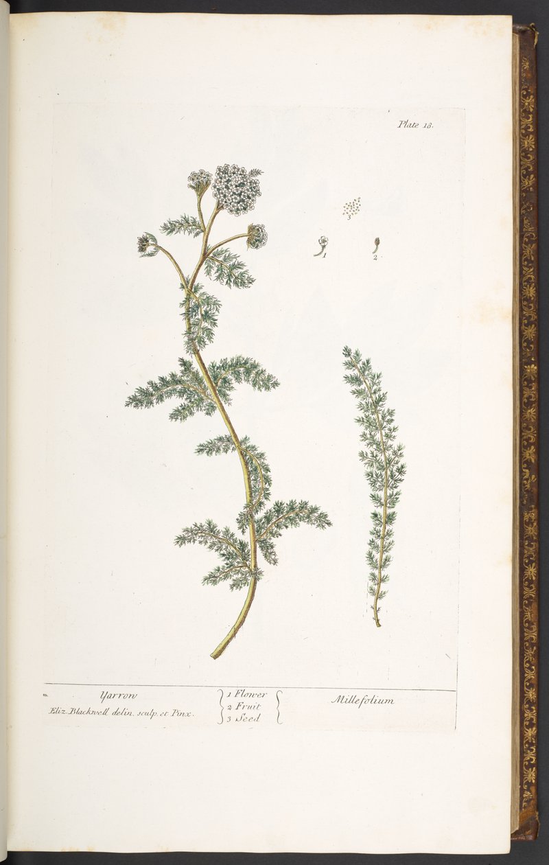 Tallrik 18, Yarrow, från 