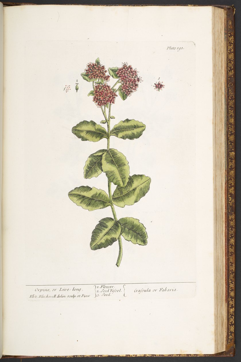 Tallrik 191, Orpine, eller Live-Long, från "A Curious Herbal" av Elizabeth Blackwell