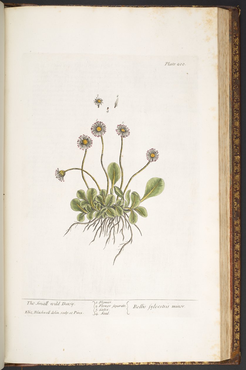 Tallrik 200, The Small Wild Daisy, från 