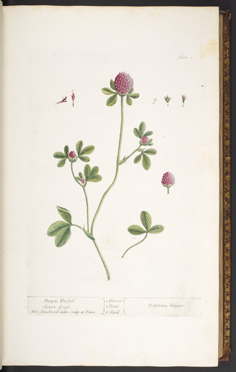 Tallrik 20, Purple Trefoil Clover Grass, från 