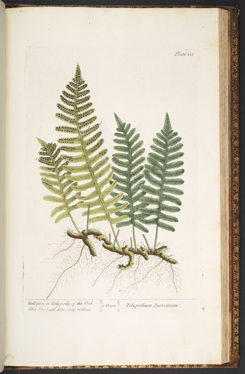 Tallrik 215, Wall-fern eller Polypody of the Oak, från 
