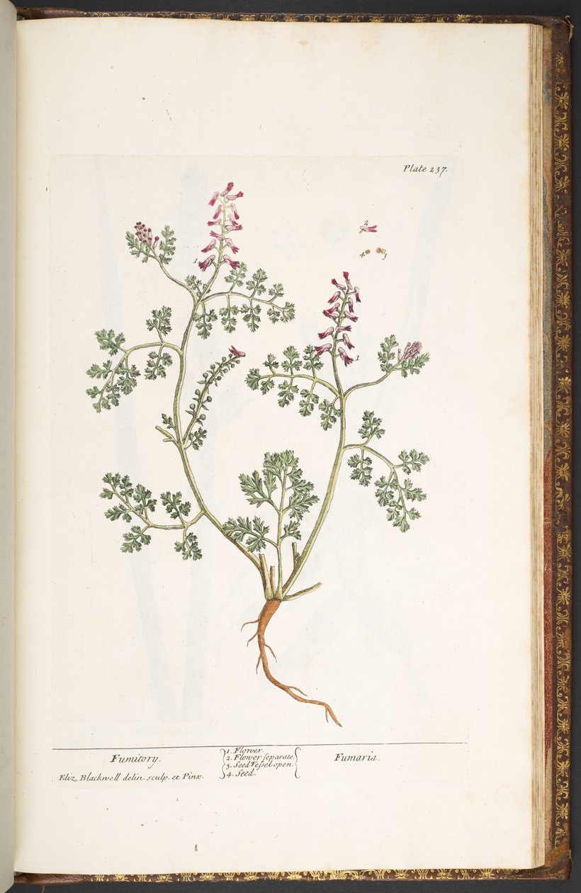 Tallrik 237, Fumitory, från 